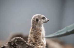 Meerkat standing upright and looking left